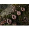 Delphin CyberBARBED Poids en plomb 80g