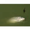 **Delphin** Method QUIX Method Feeder panier L / 90g