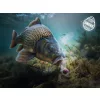 Delphin D Snax Shell Scopex-Vanille 14mm Wafters 30gr