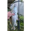 REIVA - FineMaster spinning 220 2-12g - Canne à pêche spinning - Spinning