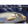 NEVIS Method Carp Feeder 300MH 40-100g Canne Feeder