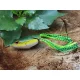 Rapture Dancer Frog 6,5cm 16gr Herbe Imitation de grenouille