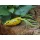 Rapture Dancer Frog 6,5cm 16gr Jaune Imitation de grenouille