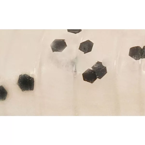 Rapture ULC Cricket 3,3cm 1gr Pearl Blue Leurre en caoutchouc souple 8pcs