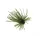 Rapture TG Finesse Rub Jig 2,3gr #01 Pastèque Jig à Jupe
