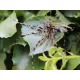 Rapture Fiz Jig C05 5gr #01 Leurre Spécial 2 pièces