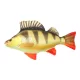 Coussin de Poisson Perche