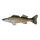 Coussin de Poisson Sandre