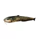 Coussin Poisson Silure