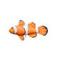 Coussin Poisson Nemo Bébé