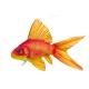 Coussin poisson Poisson rouge