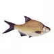 Coussin de Poisson Brème 34Cm