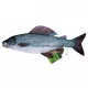 EnergoTeam The Grayling 65cm Oreiller Poisson