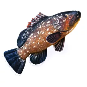 EnergoTeam The Dusky Grouper 100cm Coussin de poisson