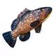 EnergoTeam The Dusky Grouper 100cm Coussin de poisson