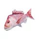 EnergoTeam The Snapper 102cm Oreiller Poisson