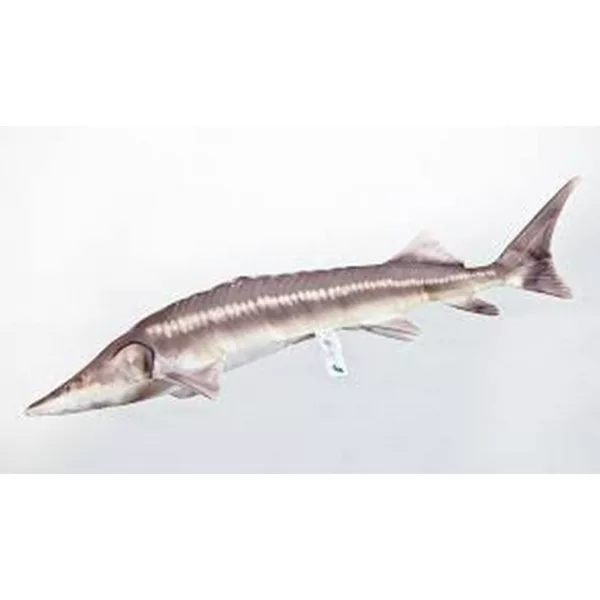 EnergoTeam The Sterlet Sturgeon New 60cm Coussin Poisson