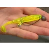 Reiva Offset Worm Noir 2/0 5 pièces/paquet Avec œillet Barbelé Hameçon pour poissons prédateurs