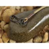 Korda COG Distance Lead Plomb carpe 100gr