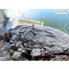 Sasame Carping 6 Füles, Szakállas Bojlis Horog 8db
