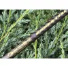 Garbolino Essential X-Tend Match Hybrid 3,60-3,90m Canne Match