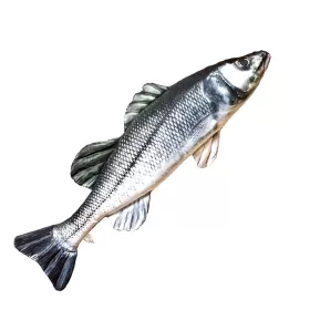 EnergoTeam The European Sea Bass 70cm Coussin de poisson