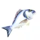 EnergoTeam The Gilthead Sea Bream 60cm Coussin de poisson
