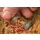 Cage feeder Guru Window Feeder S 40+50gr - Poids interchangeable
