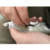 Haldorádó Catfish Rig 1 Stupekes Kombi Bas de Ligne pour Silure 100cm