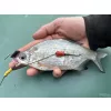 Haldorádó Catfish Rig 1 Stupekes Kombi Bas de Ligne pour Silure 100cm