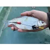 Haldorádó Catfish Rig 1 Stupekes Kombi Bas de Ligne pour Silure 100cm