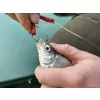 Haldorádó Catfish Rig 4 Bas de Ligne pour Silure Vif ˝Haarmontage˝ 180cm