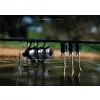Korda Kaizen Platinum 3,60m 6in 4,00lb Canne à carpe en 2 parties