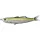 Livetarget Shiner Walking Bait Metallic Lemon Lime 11,5cm 14gr Leurre souple