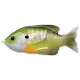 Livetarget Sunfish Walking Bait Bluegill Naturel/Vert 90mm 18g
