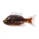Livetarget Crapet non monté Marron-Noir 8,5cm Perche-soleil en caoutchouc 4 pièces