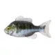 Livetarget Crapet Non Monté Vert-Nacré 8,5cm Crapet en Caoutchouc 4db