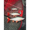Fox Rage Ultra Realistic Roach Replicant Leurre Souple Gardon 10cm 18gr