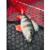 Fox Rage Ultra Realistic Perch Replicant Leurre Souple Perche 14cm 52gr