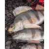 Fox Rage Ultra Realistic Perch Replicant Leurre Souple Perche 14cm 52gr