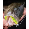 Fox Rage Bulk Loaded Zander Pro Shads UV Lemon Tiger 7,5cm 1/0 5gr Leurre souple