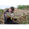 Fox Rage Bulk Loaded Zander Pro Shads UV Firetiger 10cm 4/0 10gr Leurre souple