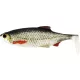 WESTIN Ricky le Gardon Queue de Shad 10cm 14g Gardon Réel 2 pièces Leurre en plastique