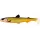 Westin HypoTeez Shadtail 11,5cm 11g Official Roach Leurre en plastique