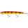 WESTIN Jätte Crankbait 17cm 47g Flottant Alert Tiger Wobbler